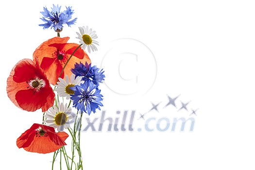 Bouquet of wildflowers - poppies, daisies, cornflowers - on white background, studio shot with copy space Bouquet of wildflowers - poppies, daisies, cornflowers - on white background, studio shot with copy space