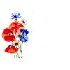 Bouquet of wildflowers - poppies, daisies, cornflowers - on white background, studio shot with copy space