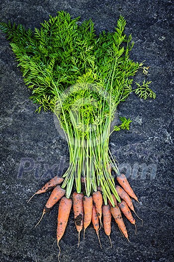 Bunch of orange carrots fresh from garden with dirt on gray stone background Bunch of orange carrots fresh from garden with dirt on gray stone background