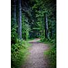 Path winding through dark moody forest with tall old trees