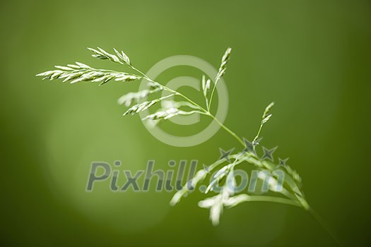 Macro closeup of flowering grass - natural details Macro closeup of flowering grass - natural details