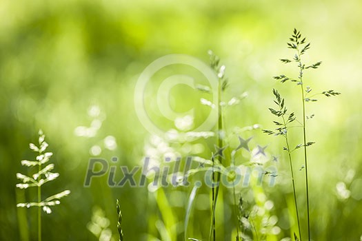 Summer flowering grass and green plants in June sunshine with copy space Summer flowering grass and green plants in June sunshine with copy space