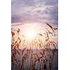 Tall grass stalks closeup against setting sun over lake