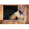 Curious brown horse looking out stable window