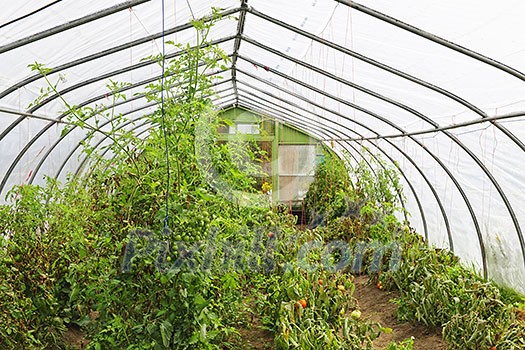 Small plastic covered greenhouse or hothouse interior with tomato plants Small plastic covered greenhouse or hothouse interior with tomato plants
