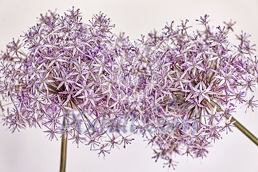 Macro closeup of pink and purple flowering onion flowers Macro closeup of pink and purple flowering onion flowers