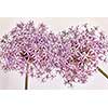 Macro closeup of pink and purple flowering onion flowers