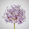 Pink and purple flowering onion flower head on white background