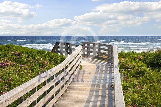 Wooden walkway leading to Atlantic ocean beach with wild rose flowers in Prince Edward Island, Canada. Wooden walkway leading to Atlantic ocean beach with wild rose flowers in Prince Edward Island, Canada.