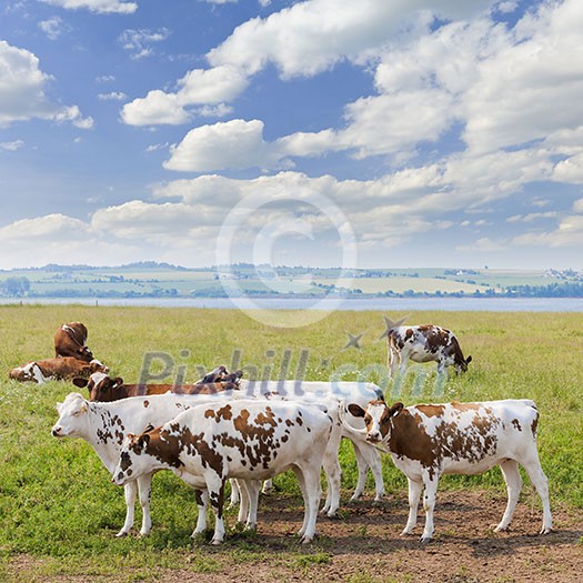 Herd of Ayrshire cows grazing on fresh grass in scenic meadow at Prince Edward Island, Canada. Herd of Ayrshire cows grazing on fresh grass in scenic meadow at Prince Edward Island, Canada.
