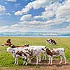 Herd of Ayrshire cows grazing on fresh grass in scenic meadow at Prince Edward Island, Canada.