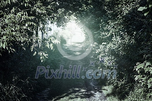 Narrow rural dirt road through green trees in dark forest Narrow rural dirt road through green trees in dark forest