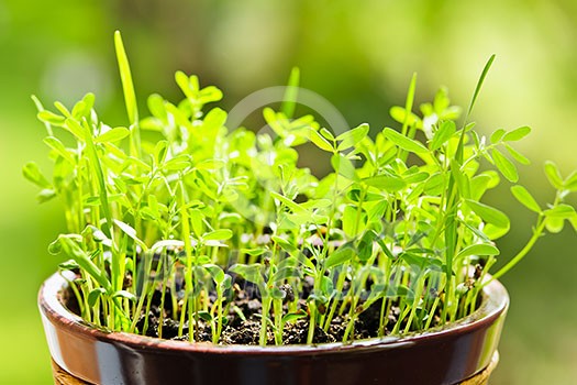 Closeup of green seedlings growing in clay pot Closeup of green seedlings growing in clay pot