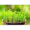 Closeup of green seedlings growing in clay pot