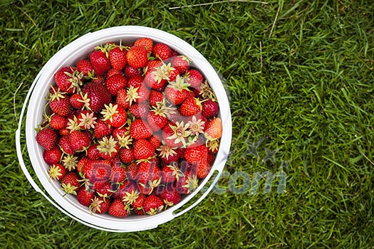 Bucket of freshly picked strawberries shot from above on green grass outside with copy space Bucket of freshly picked strawberries shot from above on green grass outside with copy space