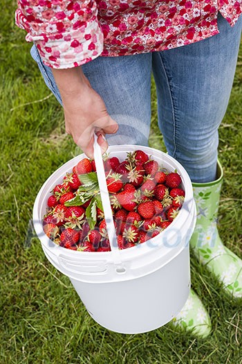 Woman holding bucket of freshly picked strawberries on green grass outside in garden Woman holding bucket of freshly picked strawberries on green grass outside in garden