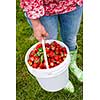 Woman holding bucket of freshly picked strawberries on green grass outside in garden