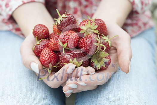 Closeup of female hands holding freshly picked strawberries