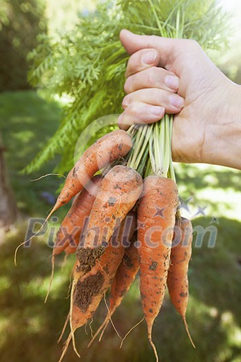 Hand holding bunch of fresh organic homegrown carrots harvested from garden with dirt Hand holding bunch of fresh organic homegrown carrots harvested from garden with dirt