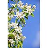 Blooming apple tree branches in spring orchard