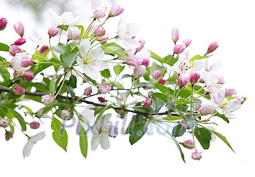 Blooming apple tree branch isolated on white background