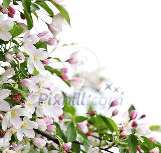 White and pink blossoms on apple tree branches on white background White and pink blossoms on apple tree branches on white background