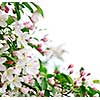 White and pink blossoms on apple tree branches on white background