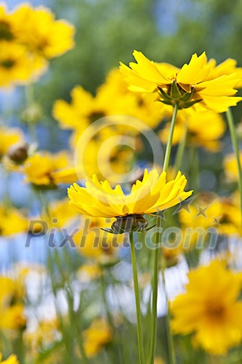 Close up of yellow coreopsis flowers blooming in a garden Close up of yellow coreopsis flowers blooming in a garden