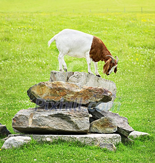 Cute goat standing on rocks looking down Cute goat standing on rocks looking down