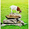 Cute goat standing on rocks looking down