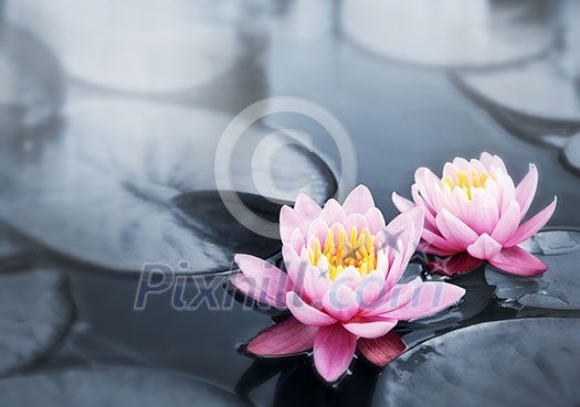 Pink lotus blossoms or water lily flowers blooming on pond Pink lotus blossoms or water lily flowers blooming on pond