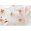 Delicate apple tree blossoms in spring close up