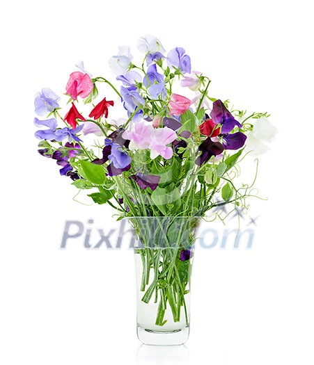 Bouquet of colorful sweet pea flowers in glass vase Bouquet of colorful sweet pea flowers in glass vase