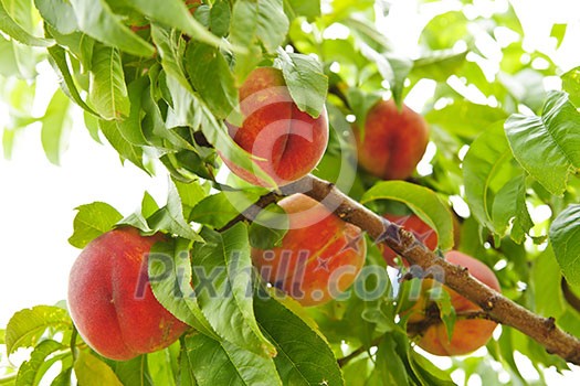 Ripe peaches ready to pick on tree branches Ripe peaches ready to pick on tree branches