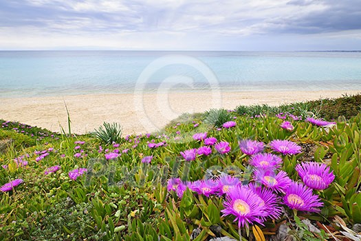 Coast of Aegean sea with blooming ice plants in Chalkidiki, Greece Coast of Aegean sea with blooming ice plants in Chalkidiki, Greece