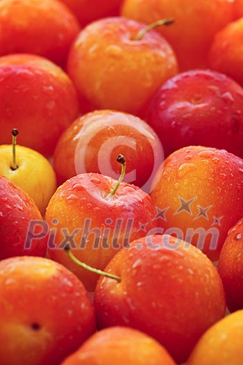 Freshly picked juicy plums as a background Freshly picked juicy plums as a background