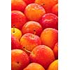 Freshly picked juicy plums as a background