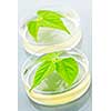 Genetically modified plants tested in petri dishes