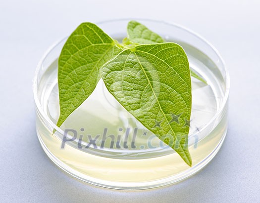 Genetically modified plant tested in petri dish Genetically modified plant tested in petri dish