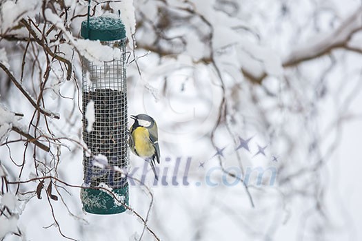 Tiny Blue tit on a feeder in a garden, hungry during winter (lat. Parus caeruleus) Tiny Blue tit on a feeder in a garden, hungry during winter (lat. Parus caeruleus)