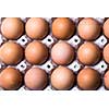 Eggs on white background