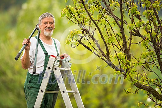 Senior man gardening in his garden (color toned image) Senior man gardening in his garden (color toned image)