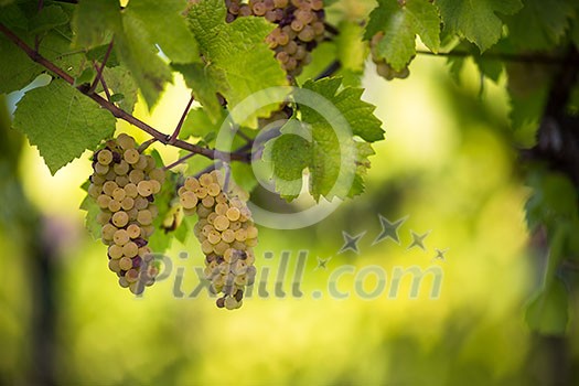 White wine grapes in a vineyard right before the harvest (color toned image) White wine grapes in a vineyard right before the harvest (color toned image)