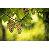 White wine grapes in a vineyard right before the harvest (color toned image)