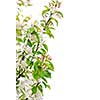 Blooming apple tree branch isolated on white background