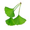 Three green ginkgo biloba leaves isolated on white background