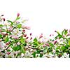 White and pink blossoms on apple tree branches on white background