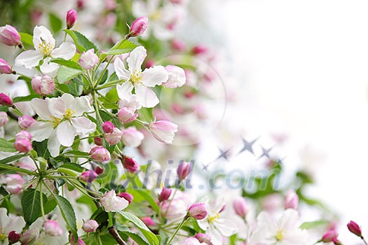 White and pink blossoms on apple tree branches on white background