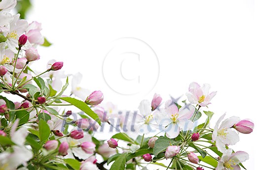 White and pink blossoms on apple tree branches on white background