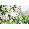 Blooming apple tree branches in spring orchard